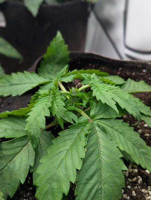 Banana Fumes OSS. Week 2