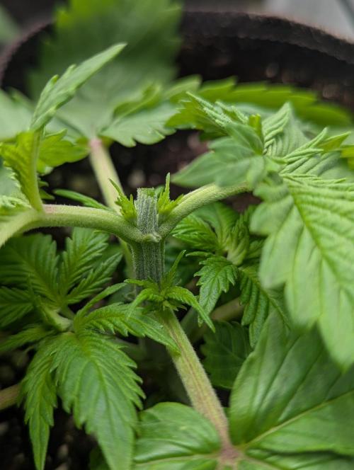 Banana Fumes OSS. Week 2