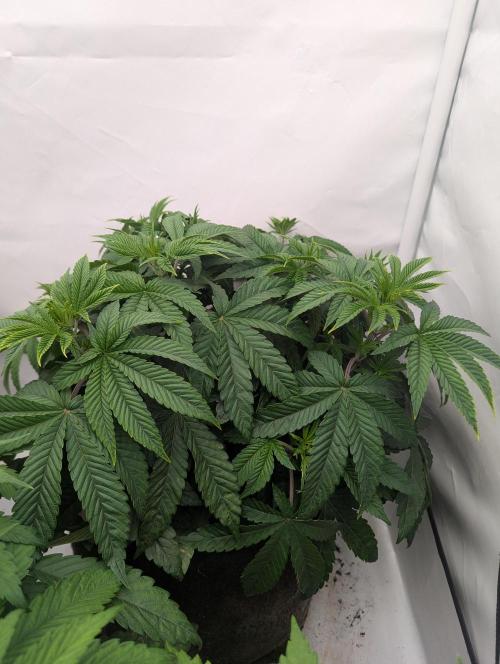 Polar Gelato SS. Week 4