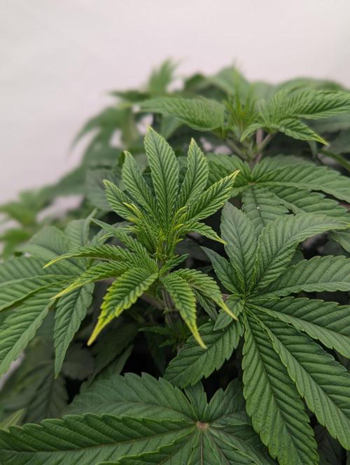 Polar Gelato SS. Week 4