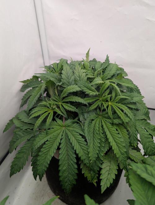 Papaya Stank OSS. Week 4