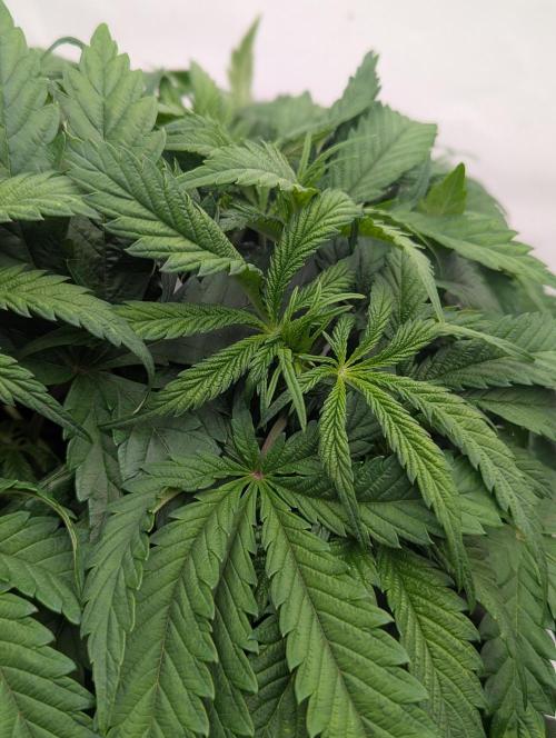 Papaya Stank OSS. Week 4