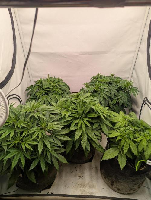 Purple Overload OSS. Week 4