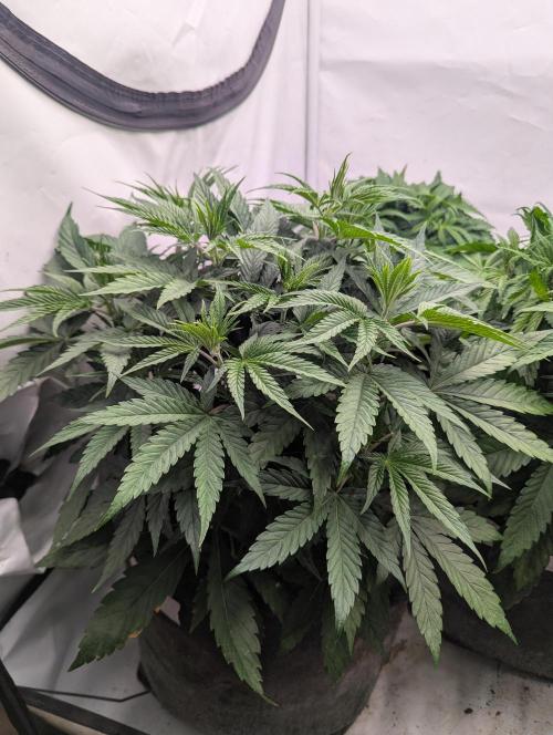 Purple Overload OSS. Week 4