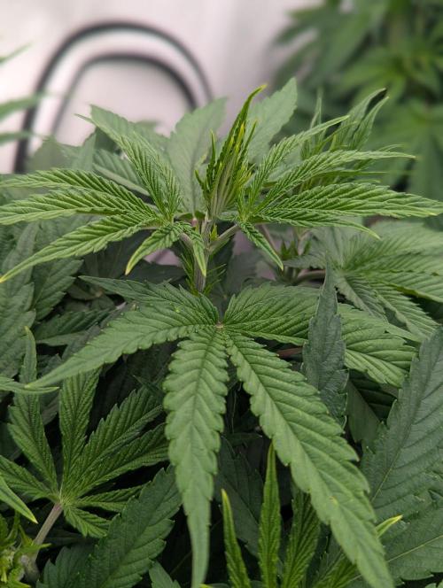 Purple Overload OSS. Week 4