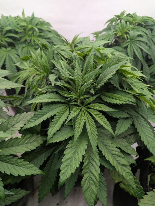 Zingatsu OSS. Week 4