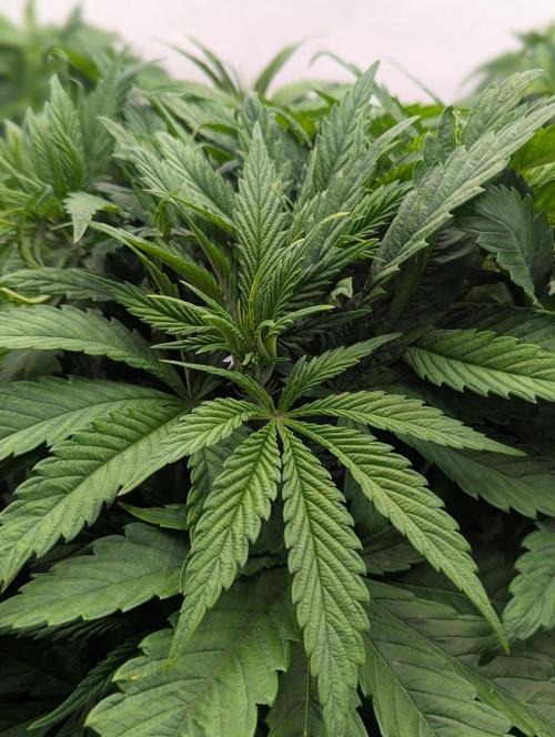 Zingatsu OSS. Week 4