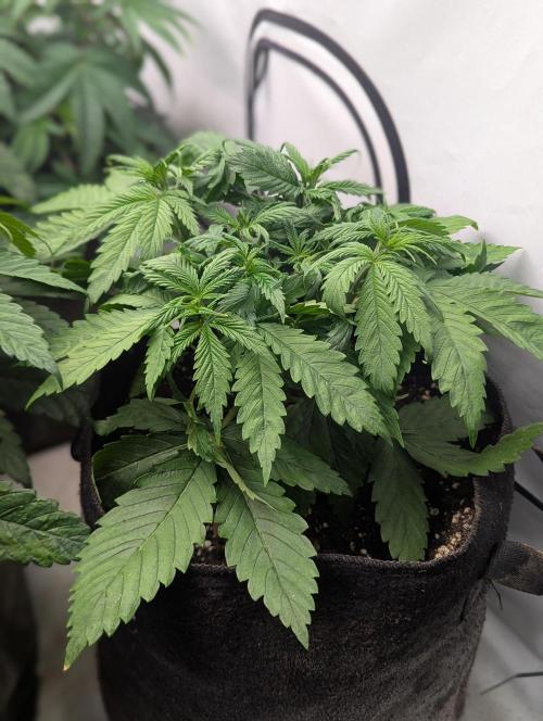 Banana Fumes OSS. Week 3