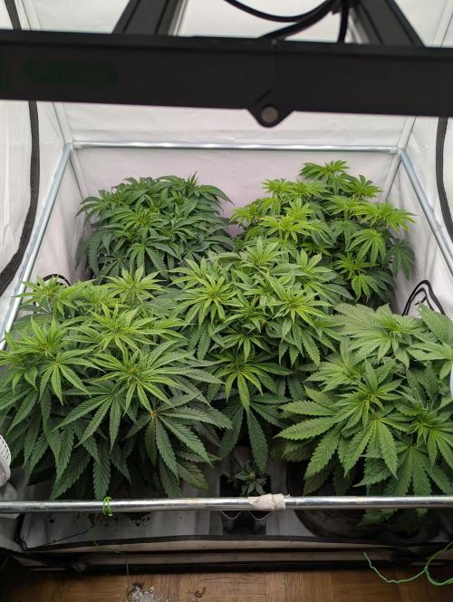 Polar Gelato SS. Week 5