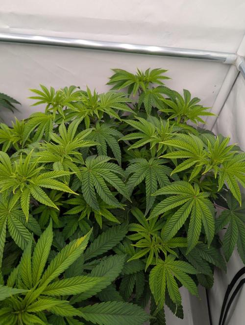 Polar Gelato SS. Week 5