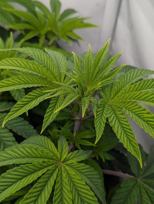 Polar Gelato SS. Week 5