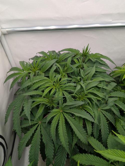 Papaya Stank OSS. Week 5