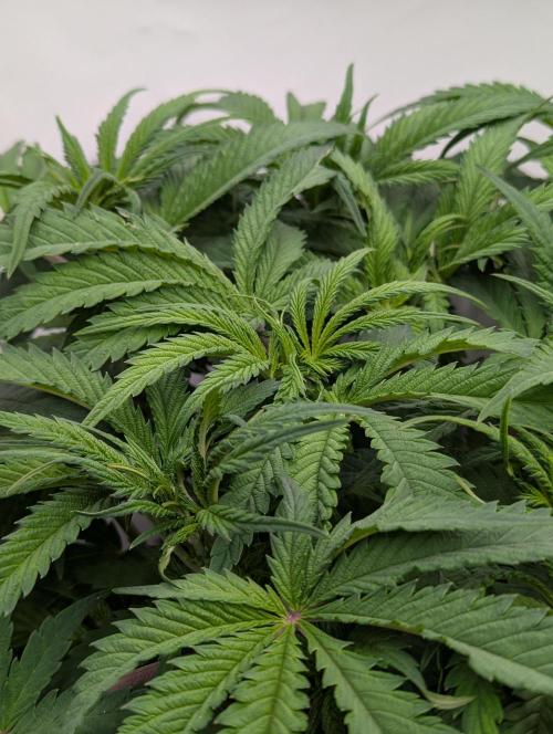 Papaya Stank OSS. Week 5