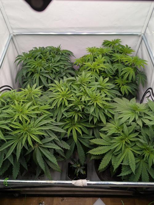 Purple Overload OSS. Week 5