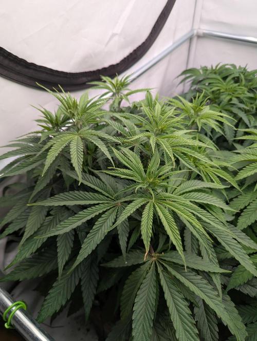 Purple Overload OSS. Week 5