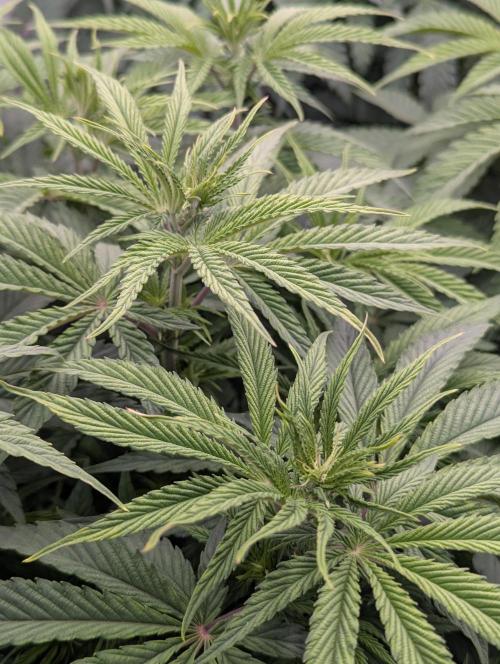 Purple Overload OSS. Week 5