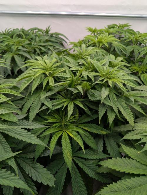 Zingatsu OSS. Week 5