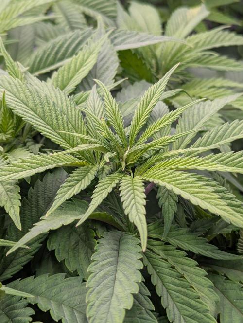 Zingatsu OSS. Week 5