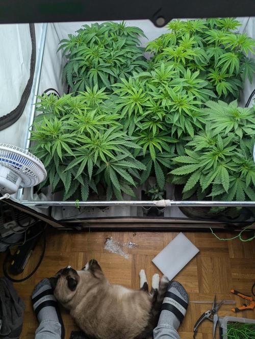 Banana Fumes OSS. Week 4