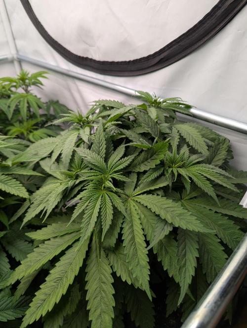 Banana Fumes OSS. Week 4