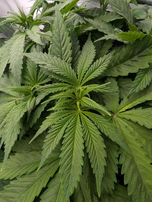 Banana Fumes OSS. Week 4