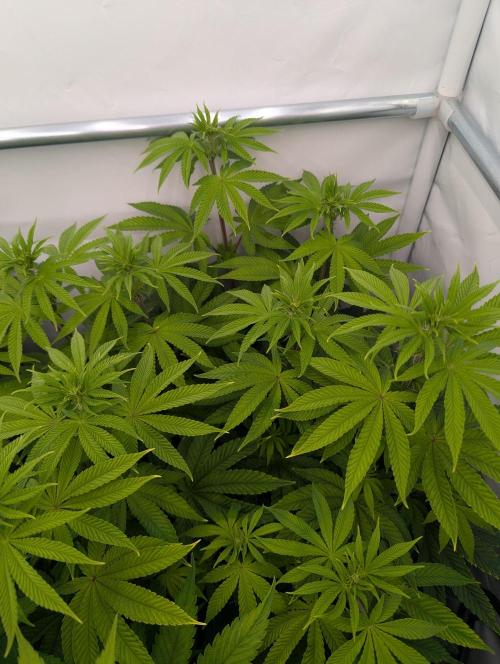 Polar Gelato SS. Week 6