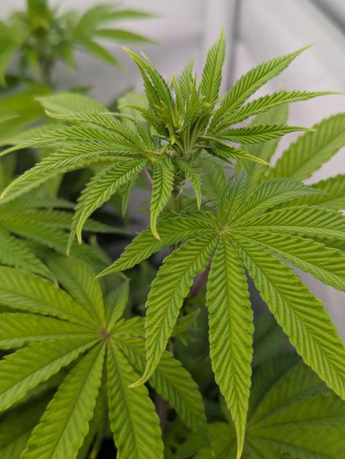 Polar Gelato SS. Week 6