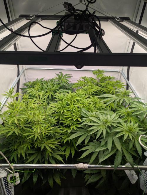 Papaya Stank OSS. Week 6