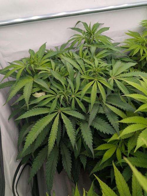 Papaya Stank OSS. Week 6