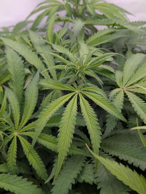 Papaya Stank OSS. Week 6