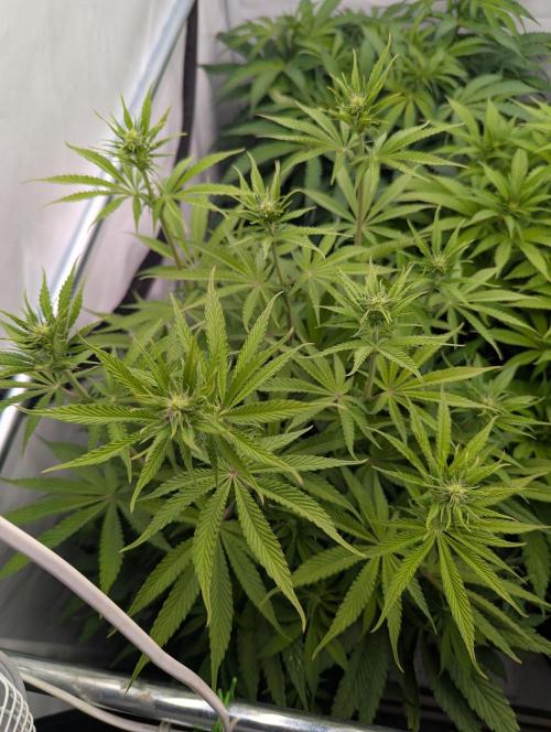 Purple Overload OSS. Week 6