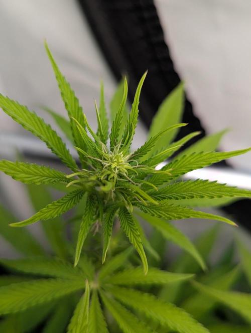 Purple Overload OSS. Week 6