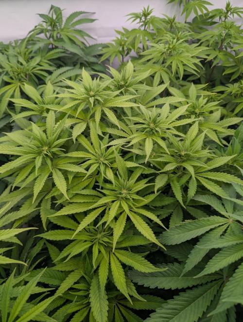 Zingatsu OSS. Week 6