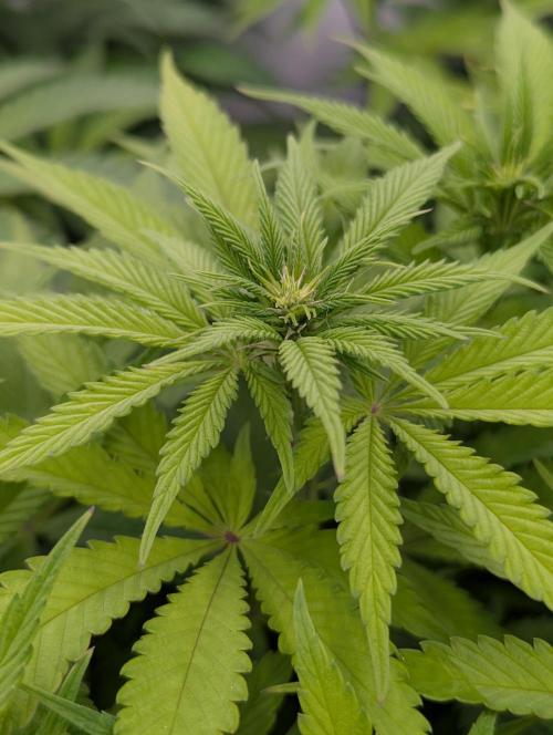 Zingatsu OSS. Week 6