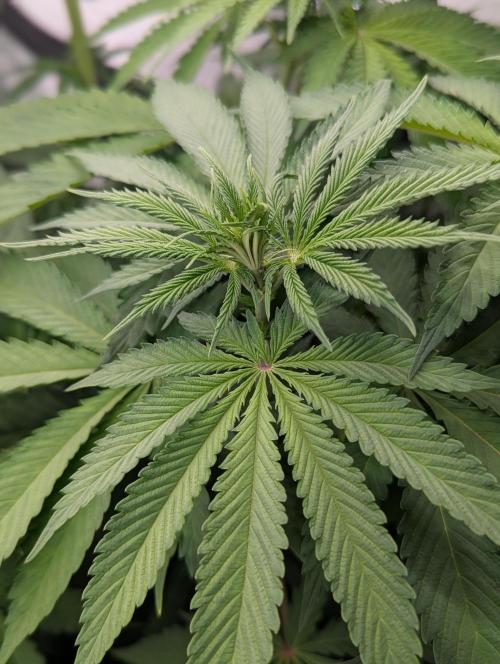 Banana Fumes OSS. Week 5