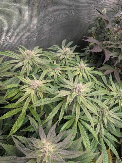 Street Kings FMG. Week 5