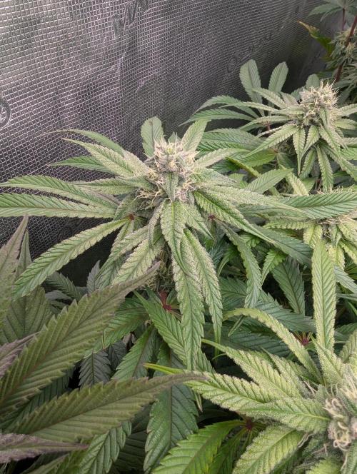 Street Kings FMG. Week 5