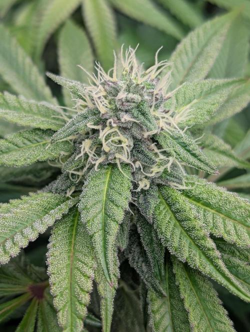 Street Kings FMG. Week 5