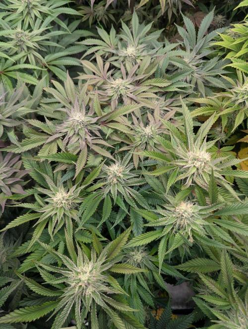 Is this permanent? FMG. Week 5