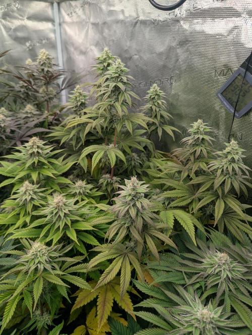 Scoop n' Loops FMG. Week 5