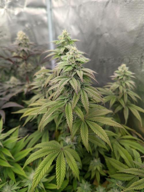 Scoop n' Loops FMG. Week 5