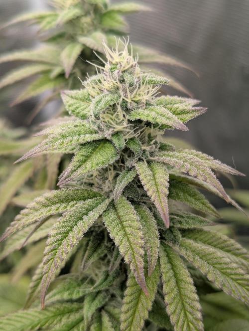 Scoop n' Loops FMG. Week 5