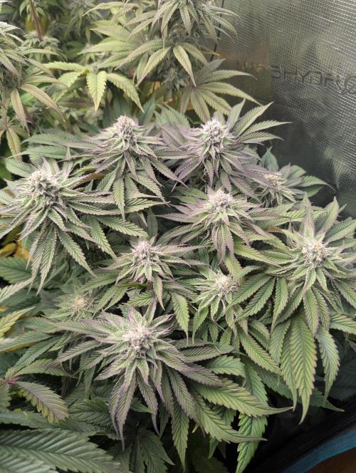 Okie Kush FMG. Week 5