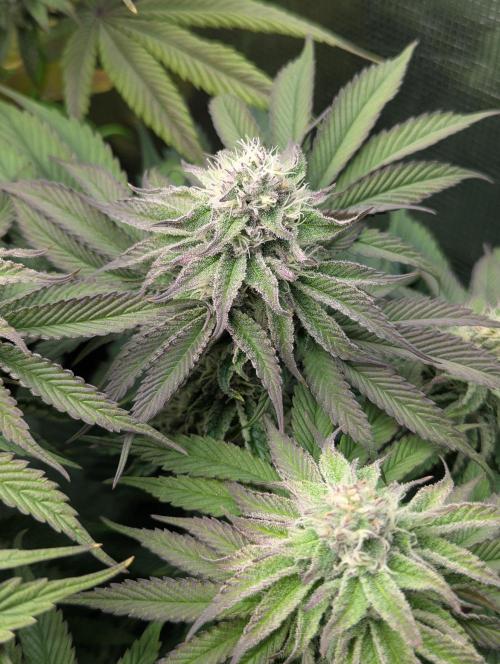 Okie Kush FMG. Week 5