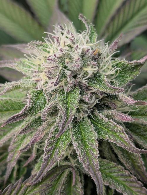 Okie Kush FMG. Week 5