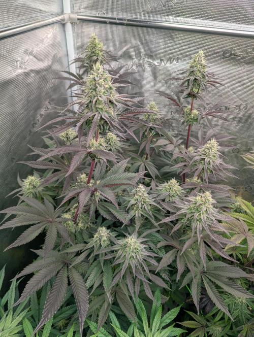 Yumberry Slushpuppie FMG. Week 5