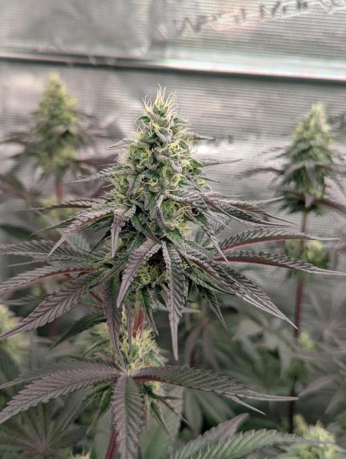 Yumberry Slushpuppie FMG. Week 5