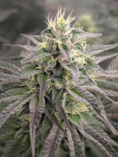 Yumberry Slushpuppie FMG. Week 5