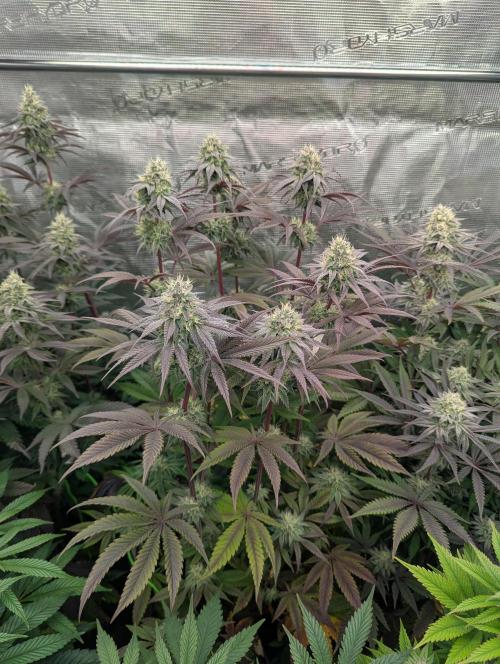 Pucker Puffs FMG. Week 5