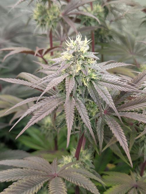 Pucker Puffs FMG. Week 5